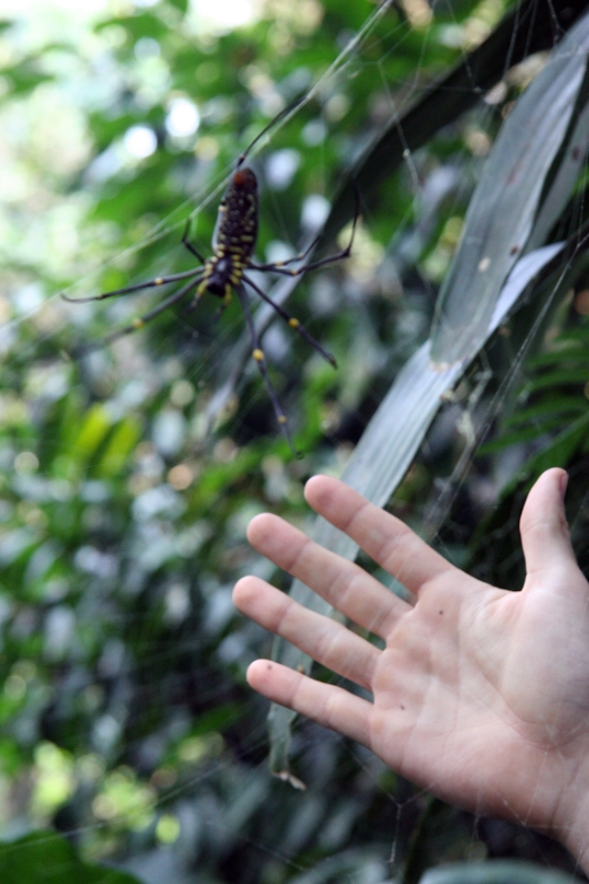 Big spider at Seloliman nature reserve, Java Yogyakarta Indonesia.jpg - Indonesia Java Yogyakarta. Big spider at Seloliman nature reserve